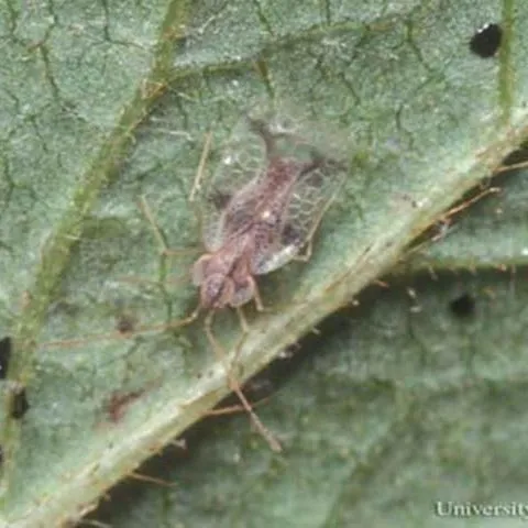 thumbnail for publication: Azalea Lace Bug, Stephanitis pyrioides (Scott) (Insecta: Hemiptera: Tingidae)
